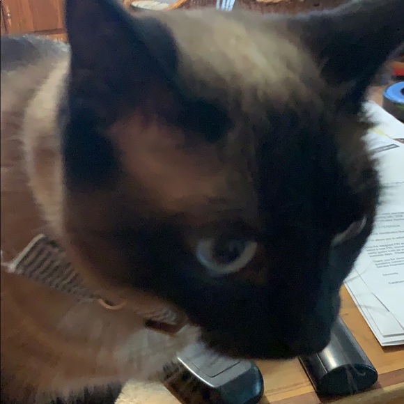 Meet your Posher, Sandy - Picture 1 of 1